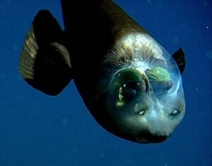 The Barreleye Fish