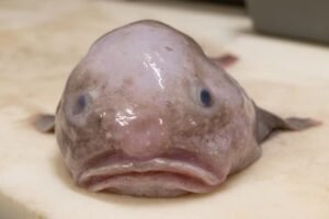 The Blobfish