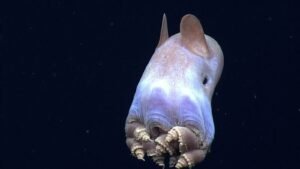 The Dumbo Octopus