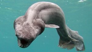 The Frilled Shark