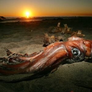 The-Giant-Squid